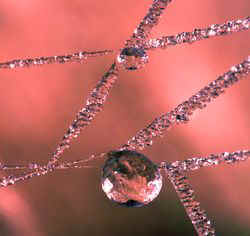 Spindelvæv med rimfrost