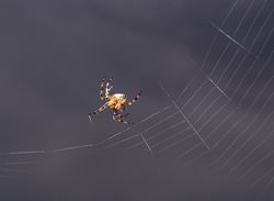 edderkop spinder